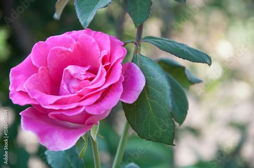 A close-up shot of a bright pink rose with delicate petals, green stem and leaves, and fine details. Soft blur of foliage and bokeh effect in the background.