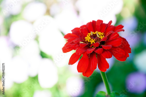 Zinnia Bright Red Close-Up. Green blurred background with sun glare. High quality photo