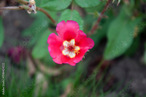 Red purslane flower close-up in the center in the background green foliage. High quality photo