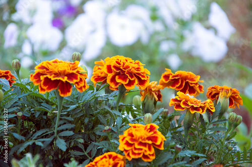 Close-up of vibrant marigold flowers in full bloom with rich orange and yellow petals. Soft green foliage and a blurred background with gaps. High quality photo.