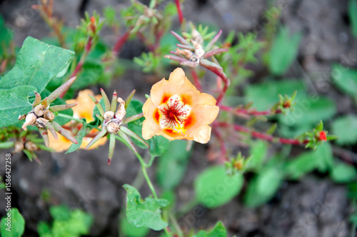Purslane flower orange close-up in the center in the background buds and green foliage. High quality photo