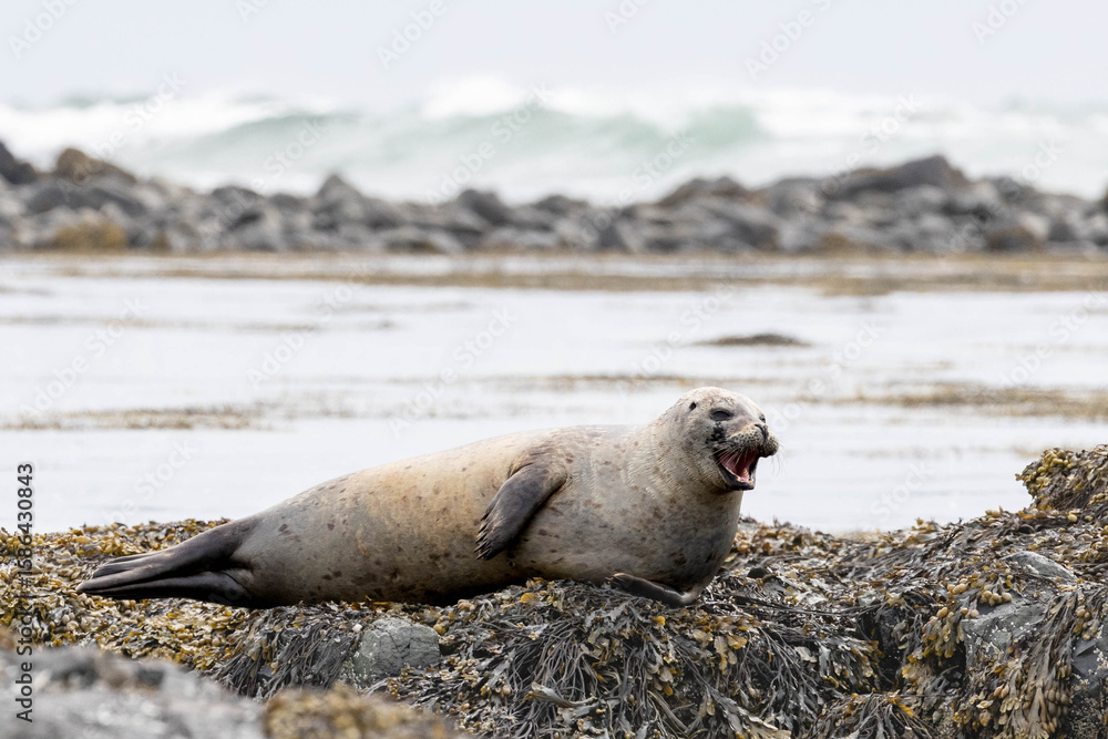 Fototapeta premium a yawning tired seal actually looks like he is laughing