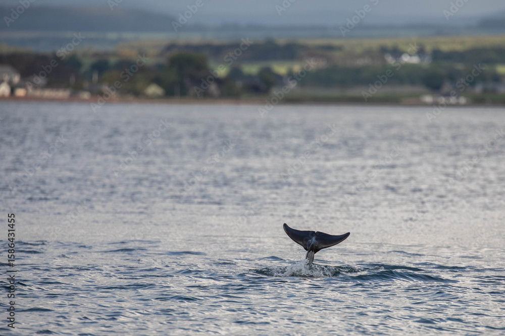 Fototapeta premium a dolphin just diving back into the water