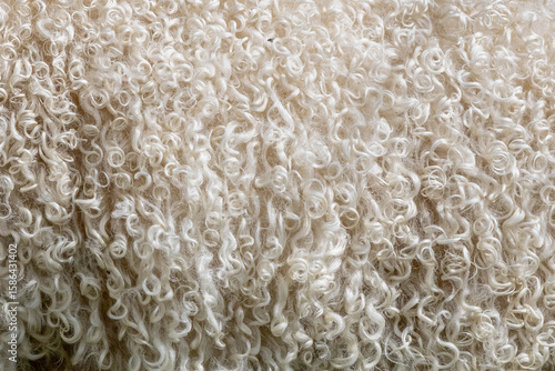 close up on the wool of a white sheep