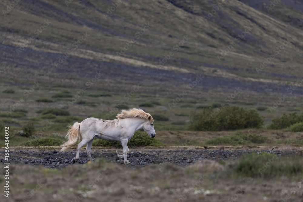 Fototapeta premium a white horse in the rocky landscape of Iceland