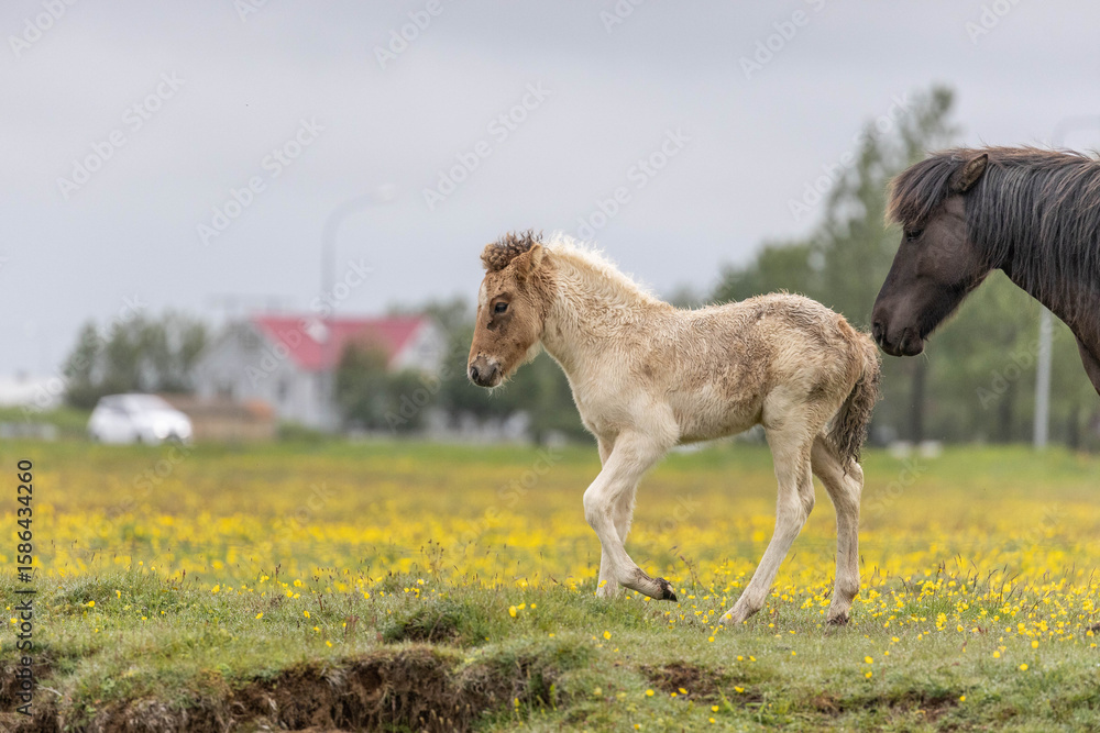 Fototapeta premium Icelandic horse - mommy with her baby in a field of yellow flowers