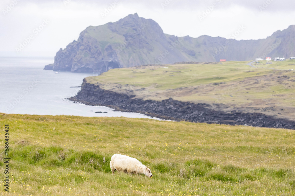 Fototapeta premium vestmannaeyjar, westman islands, in Iceland during summer, coastline with green gras and sheep