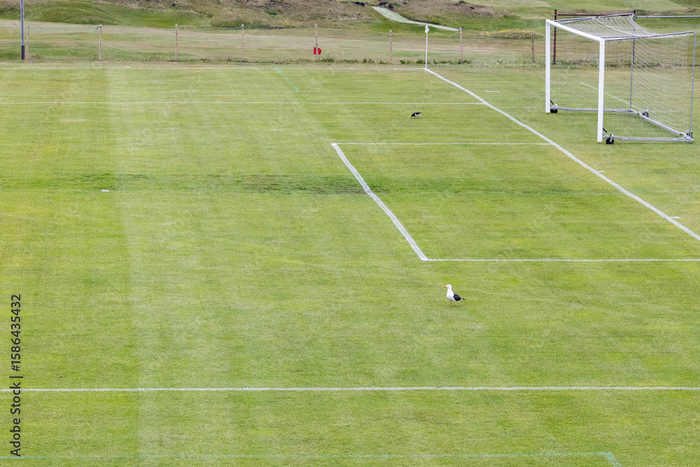 Fototapeta premium a sea gull on a soccer field in Iceland