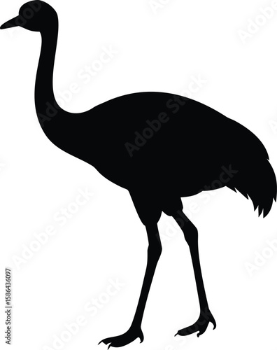 Silhouette of a graceful rhea, a large flightless bird, standing tall.