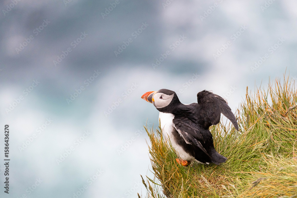 Obraz premium atlantic puffin spreading the wings
