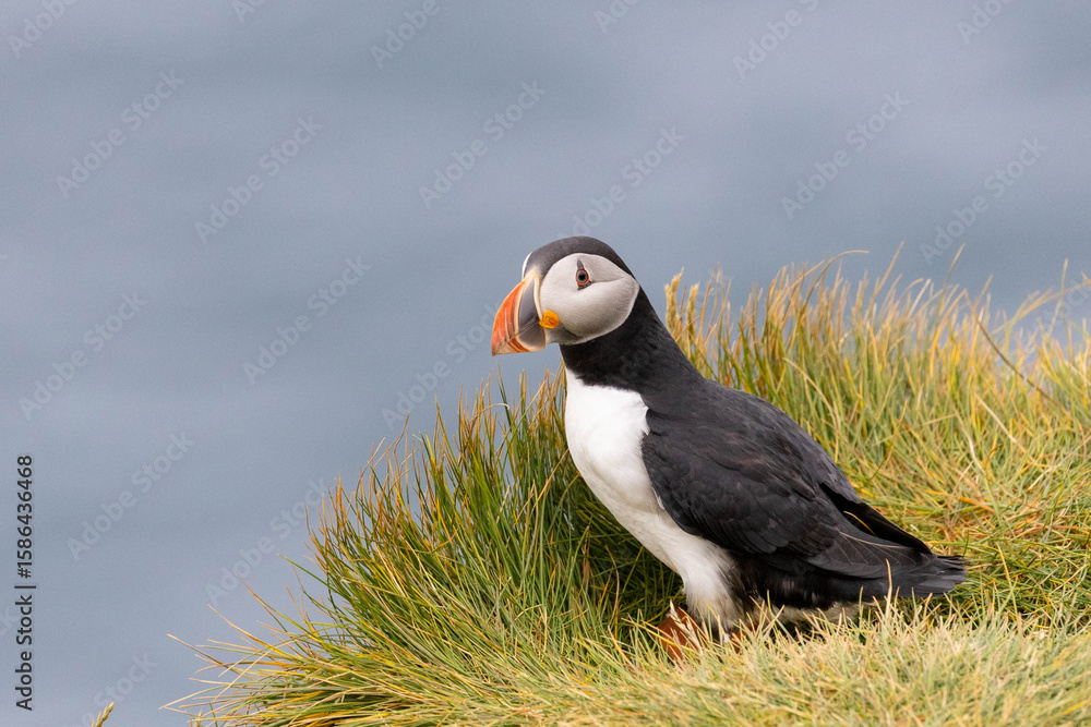 Fototapeta premium atlantic puffin