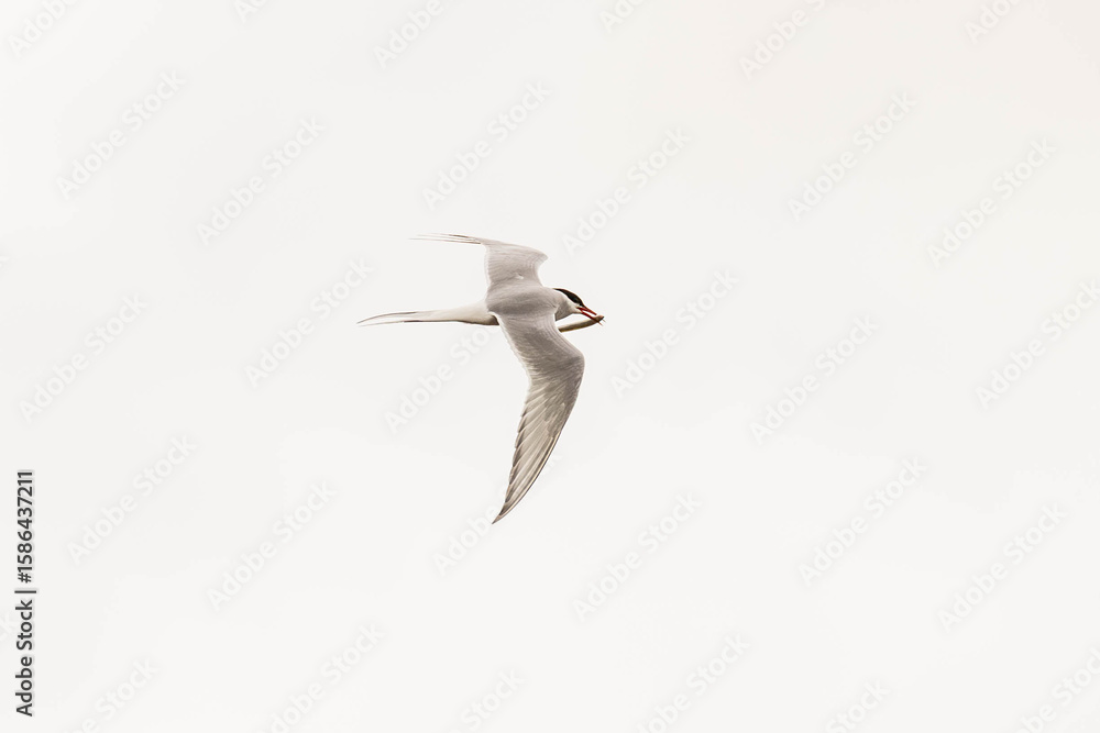 Obraz premium Küstenseeschwalbe - Arctic tern (Sterna paradisaea) in flight carrying a little fish