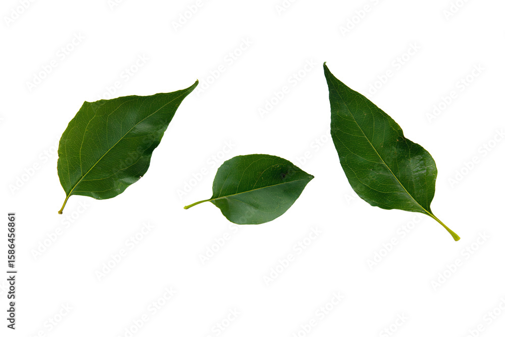 Fototapeta premium three green leaves on a white background