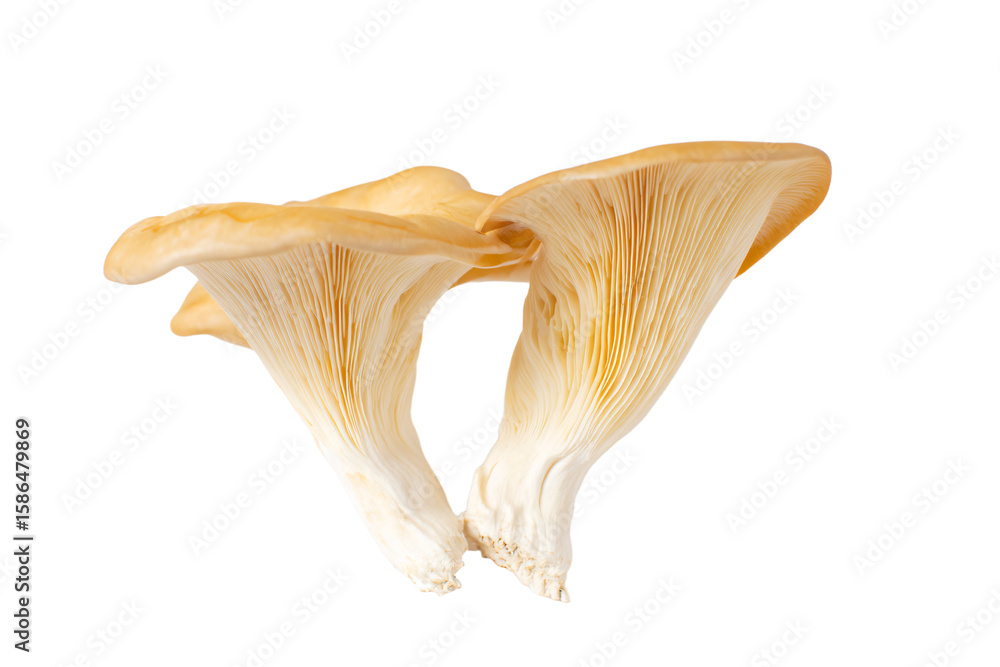 Naklejka premium two mushrooms are shown on a white background