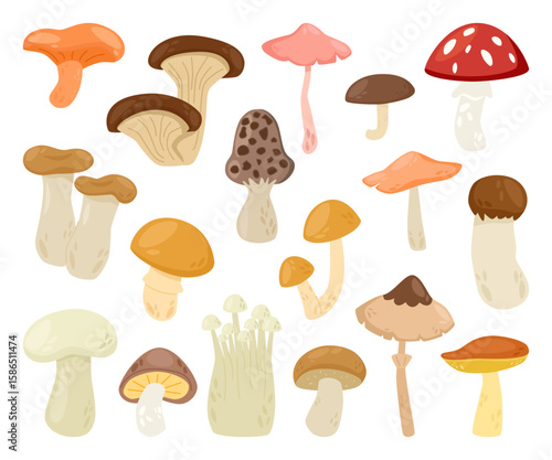 Collection of Hand Drawn Edible and Wild Mushrooms