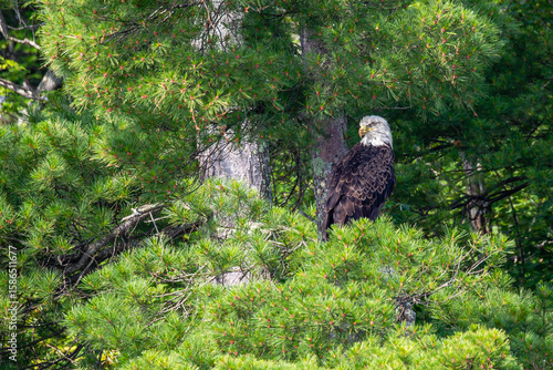 Bald Eagle (Haliaeetus leucocephalus) adult, perched in a pine tree