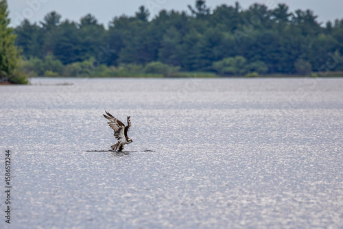 Osprey (Pandion haliaetus) catching a fish in summer on the Rainbow Flowage in northern Wisconsin