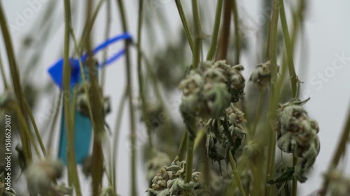 Marijuana plants being hung up to dry