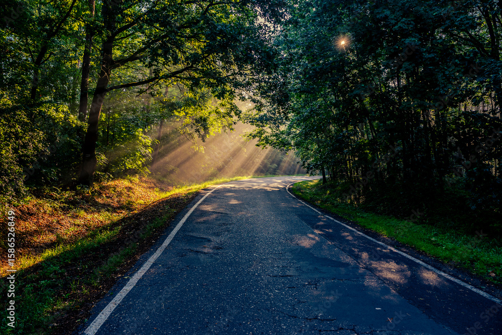 Obraz premium road in the forest