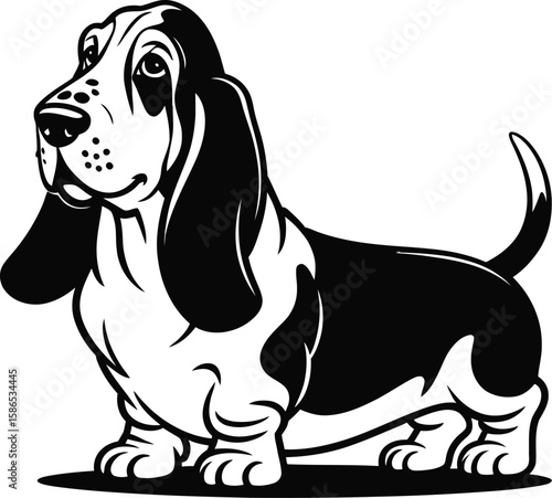 Illustration of a basset hound with long ears and short legs standing on a white background circle