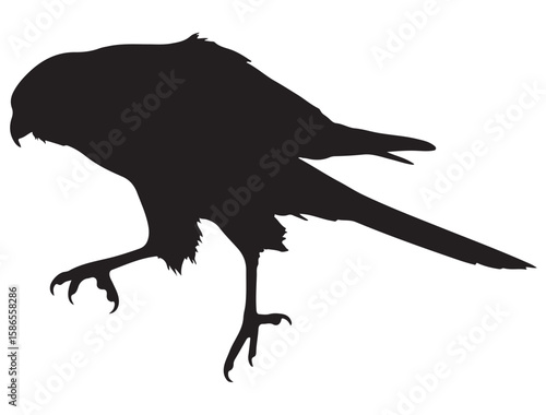 KESTREL BIRD SILHOUETTE
