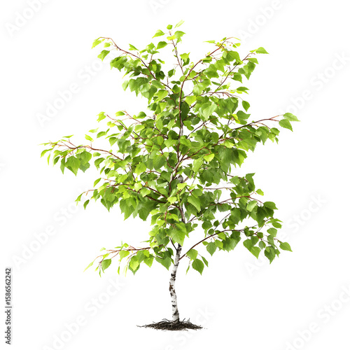 Isolated young birch tree with vibrant green leaves against a stark black backdrop