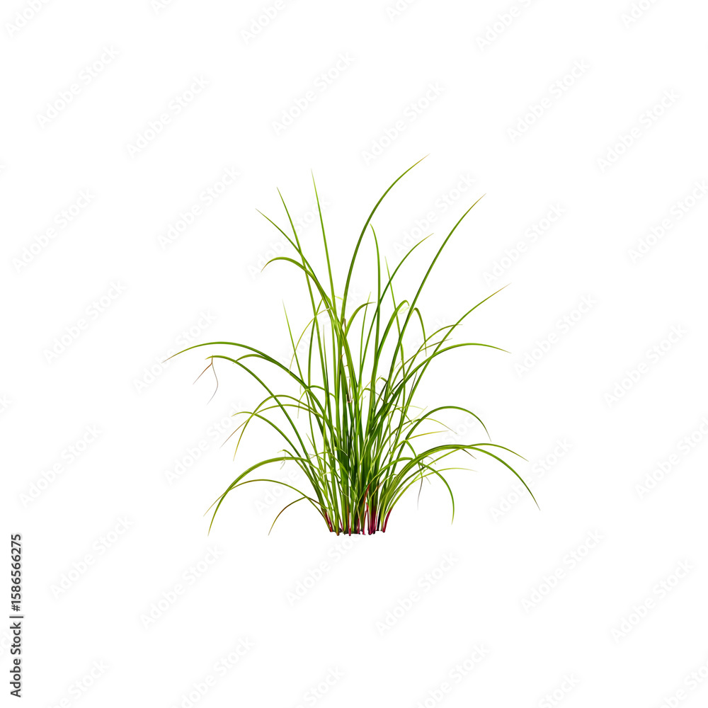 Fototapeta premium Tuft of vibrant green grass against a stark black background creates contrast