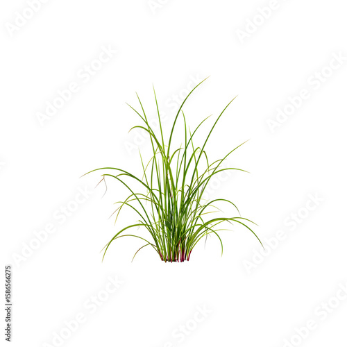 Tuft of vibrant green grass against a stark black background creates contrast