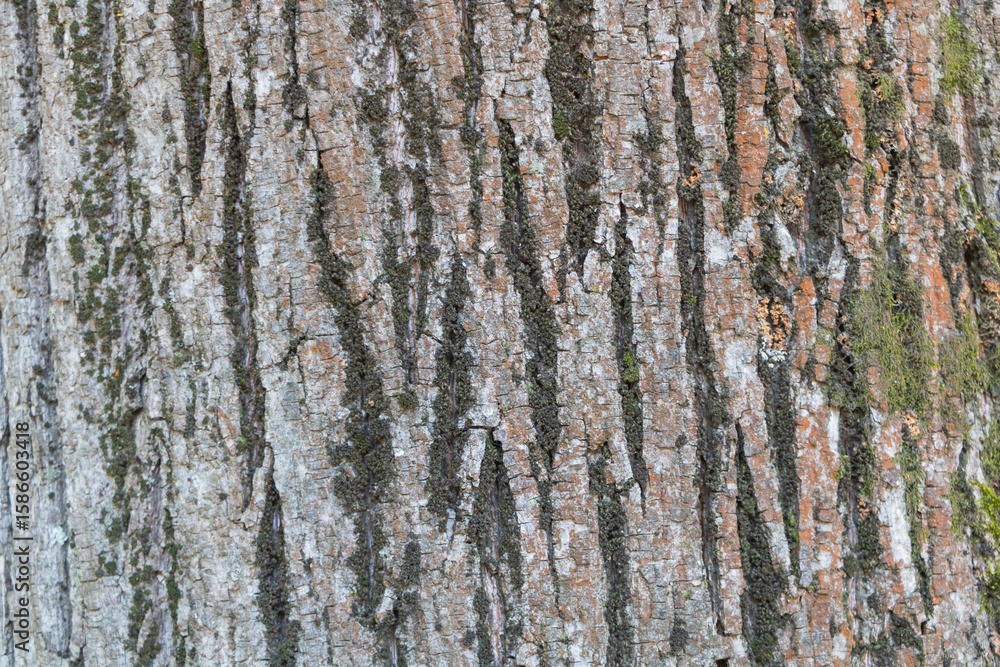 Obraz premium Weathered Moss Speckled Tree Bark Texture in Natural Light