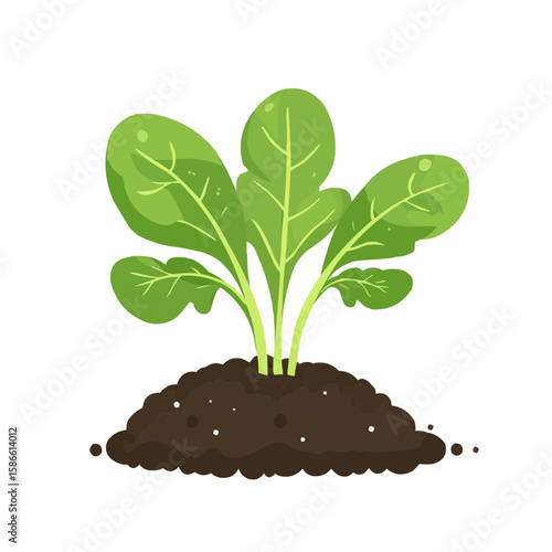 Flat vector of green lettuce growing in soil, shown with bold simple shapes, perfect for organic product packaging or eco food labels