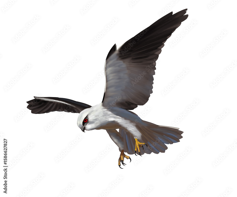 Fototapeta premium Illustration of Black-shouldered Kite, a small white and grey raptor with distinctive black wing patches, known for hovering hunting behavior.