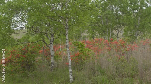満開のレンゲツツジ