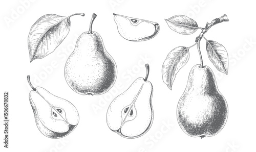 Vintage hand-drawn pear illustration with fruit, slices and leaves vector. Engraved botanical pear sketches. 