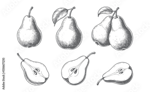 Vintage hand-drawn pear illustration with fruit, slices and leaves vector. Engraved botanical pear sketches. 