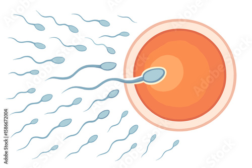 Vector illustration of sperm fertilizing ovum. Human reproduction, conception process, male sperm reaching female egg cell. Fertilization biology, pregnancy, reproductive health concept.