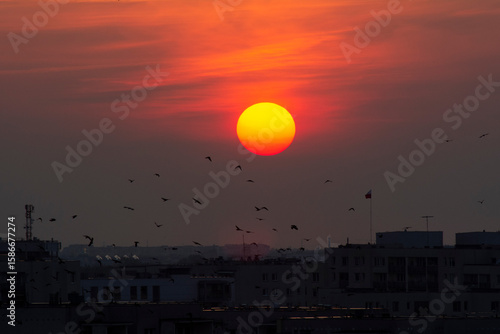 Urban Skyline with Birds at Dramatic Sunset