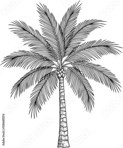 Palm tree with long fronds and textured trunk, hand-drawn style