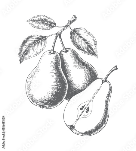 Vintage pear sketch collection. Botanical pear fruit set with detailed engraved slices.