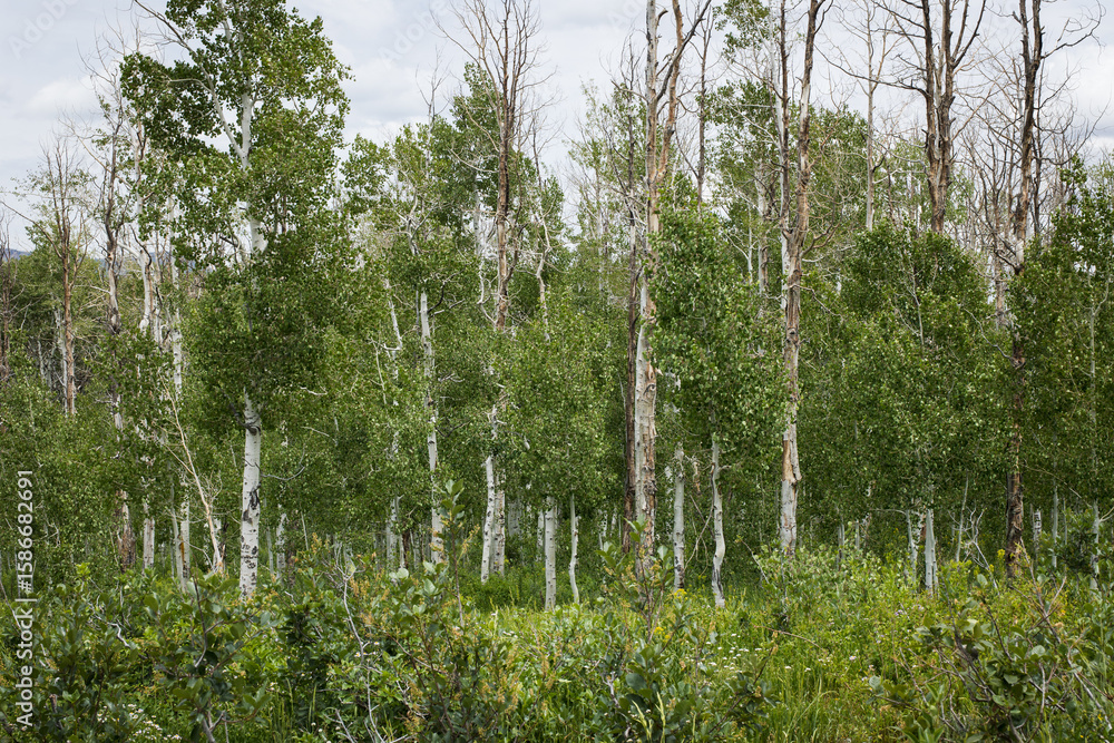 Fototapeta premium Vibrant wild grass fills the foreground, leading to a dense, wooded backdrop that adds depth and natural serenity to the scene.