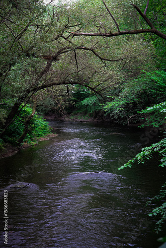 river in the forest