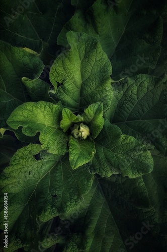 Photo green leaves 