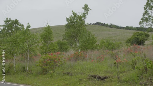 満開のレンゲツツジ