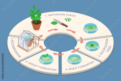 3D Isometric Flat Vector Illustration of Biological Structure of Plant Tissue, Diagram Outlining Stages of Cell Growth