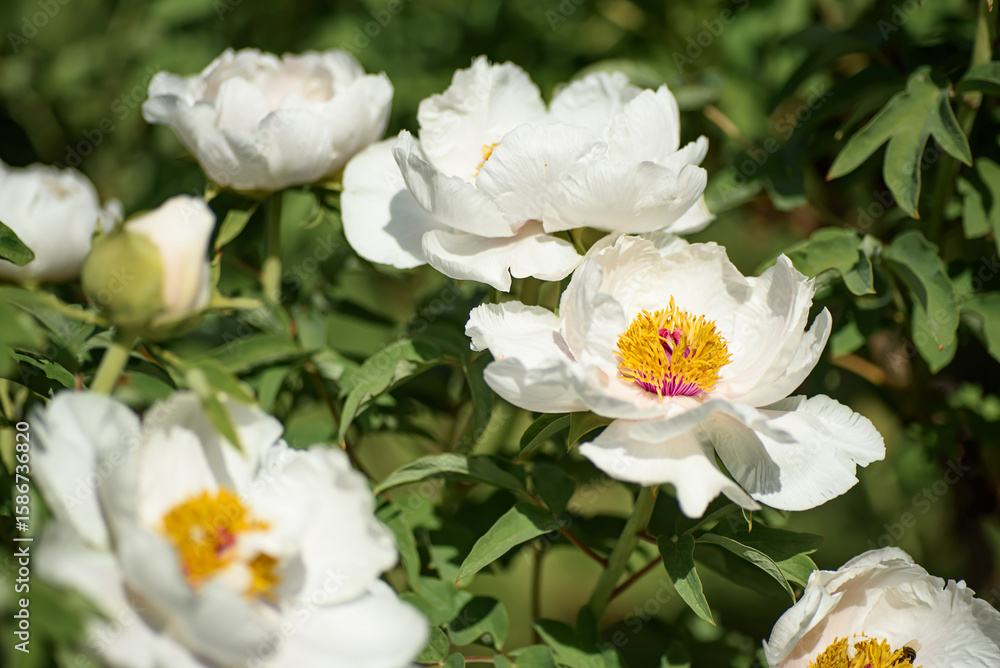 Close-up view of a blooming white peony flower Paeonia suffruticosa in a spring garden Close-up view of a blooming white peony flower Paeonia suffruticosa in a spring garden