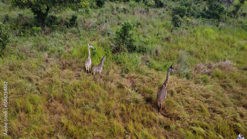 Canvas Print Aerial view of three giraffes grazing in a grassy field on a sunny day in the af