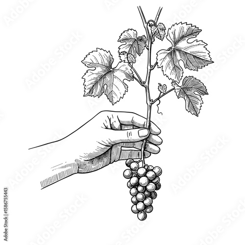 POV vintage sketch hand reaching for grape cluster in vineyard first person view – a hand drawn black and white vector illustration engraving or woodcut svg