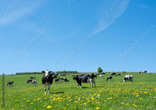 curious black and white spotted cows in green meadow with yellow spring flowers under blue sky