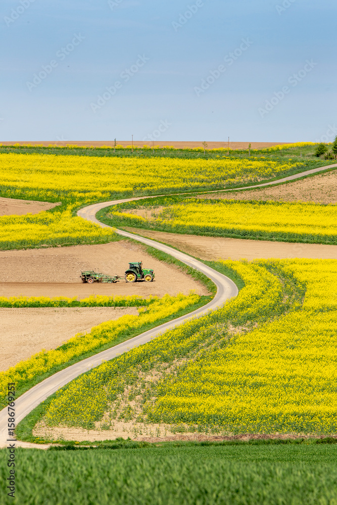 Fototapeta premium tractor at work on field between rapeseed fields in the north of luxemburg