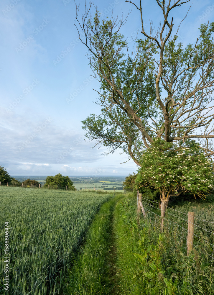 Obraz premium landscape of north downs near ashford and wye valley in english county of kent on early summer morning