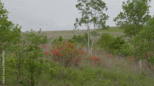 満開のレンゲツツジ